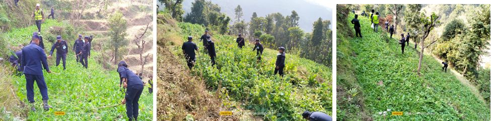 एक सय ३० बिगाहामा अवैध रूपमा लगाइएका अफिम तथा गाँजा खेती नष्ट